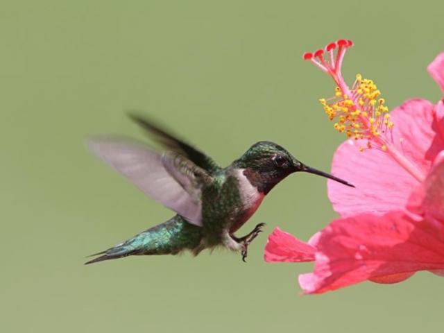 Menu Colibri